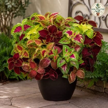Coleus - Rainbow Mixed Flower Seeds