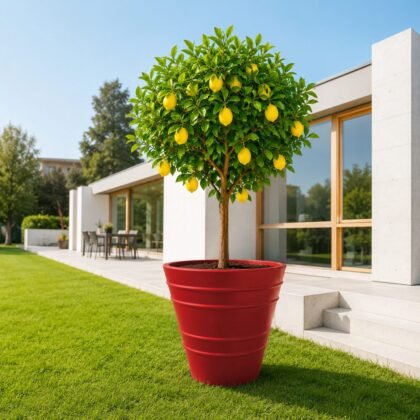 Fruit Pot