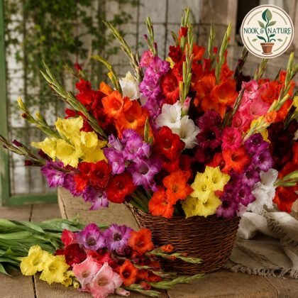Gladiolus Any Color Flower Bulb
