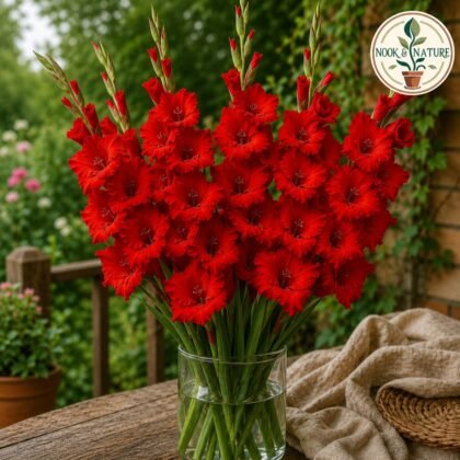 Gladiolus Red Color Flower Bulb