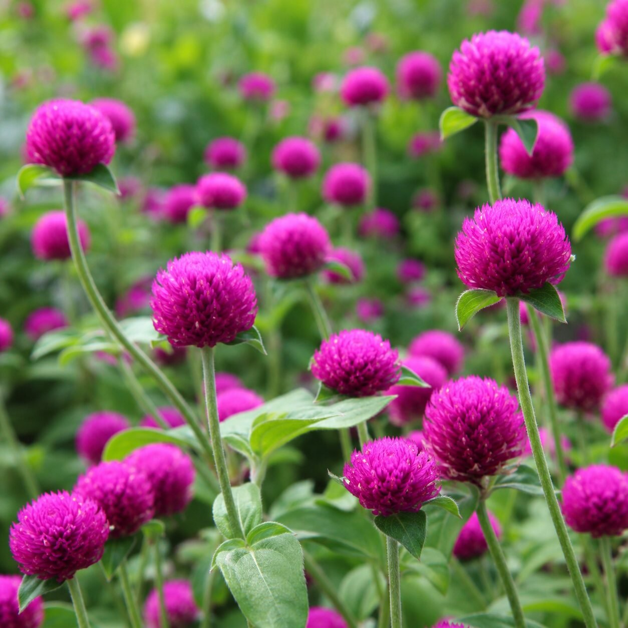 Gomphrena Mixed Flower Seeds - Image 2