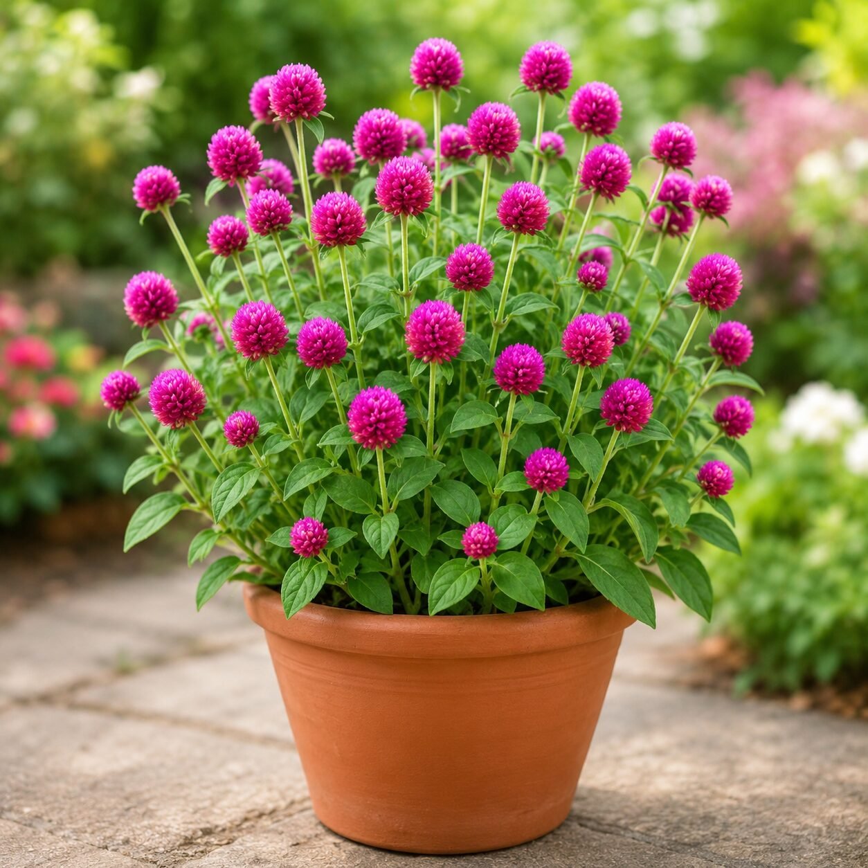 Gomphrena Mixed Flower Seeds - Image 3