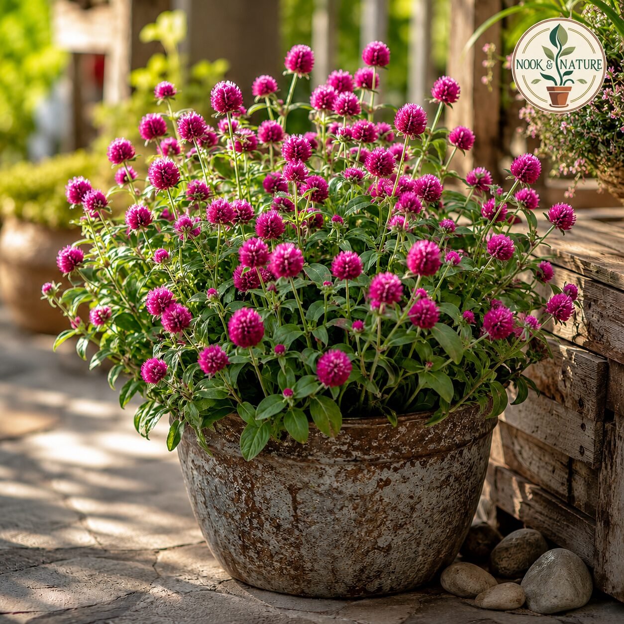 Gomphrena Mixed Flower Seeds