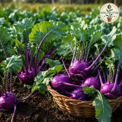 HYBRID KNOL KHOL PURPLE SEEDS