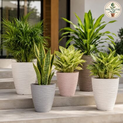 Havana Planter