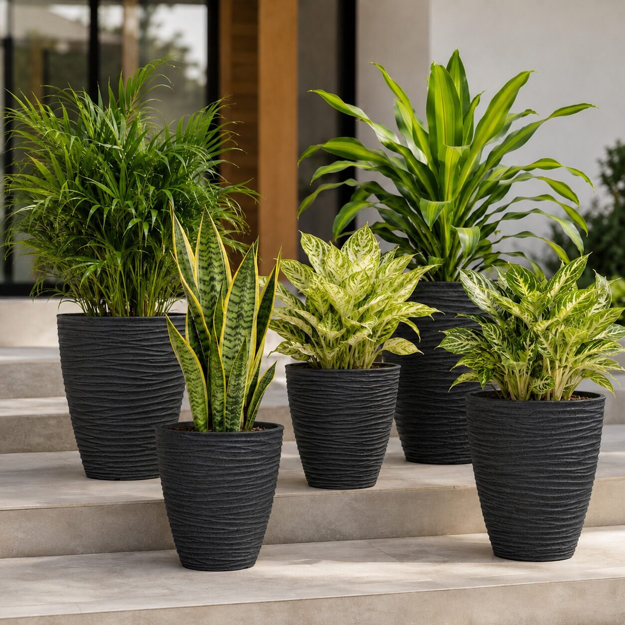 Havana Planter - Image 4