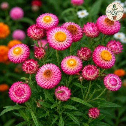Helichrysum - Mixed Flower Seeds