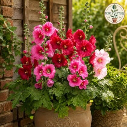 Hollyhocks Mixed Flower Seeds