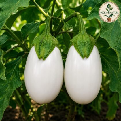 Hybrid Brinjal White