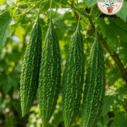 Jhalri Bitter Gourd