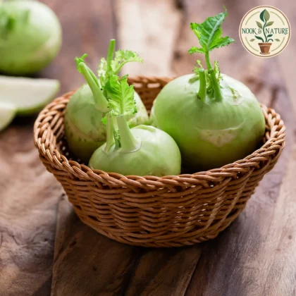 KNOL KHOL SEEDS