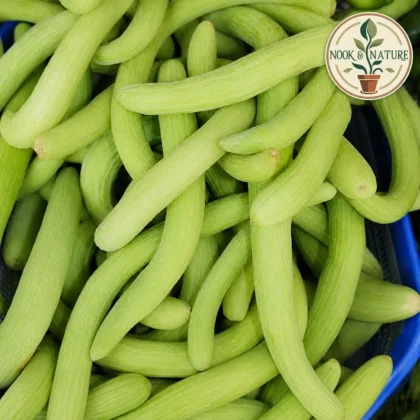 LONG MELON (KAKRI) SEEDS