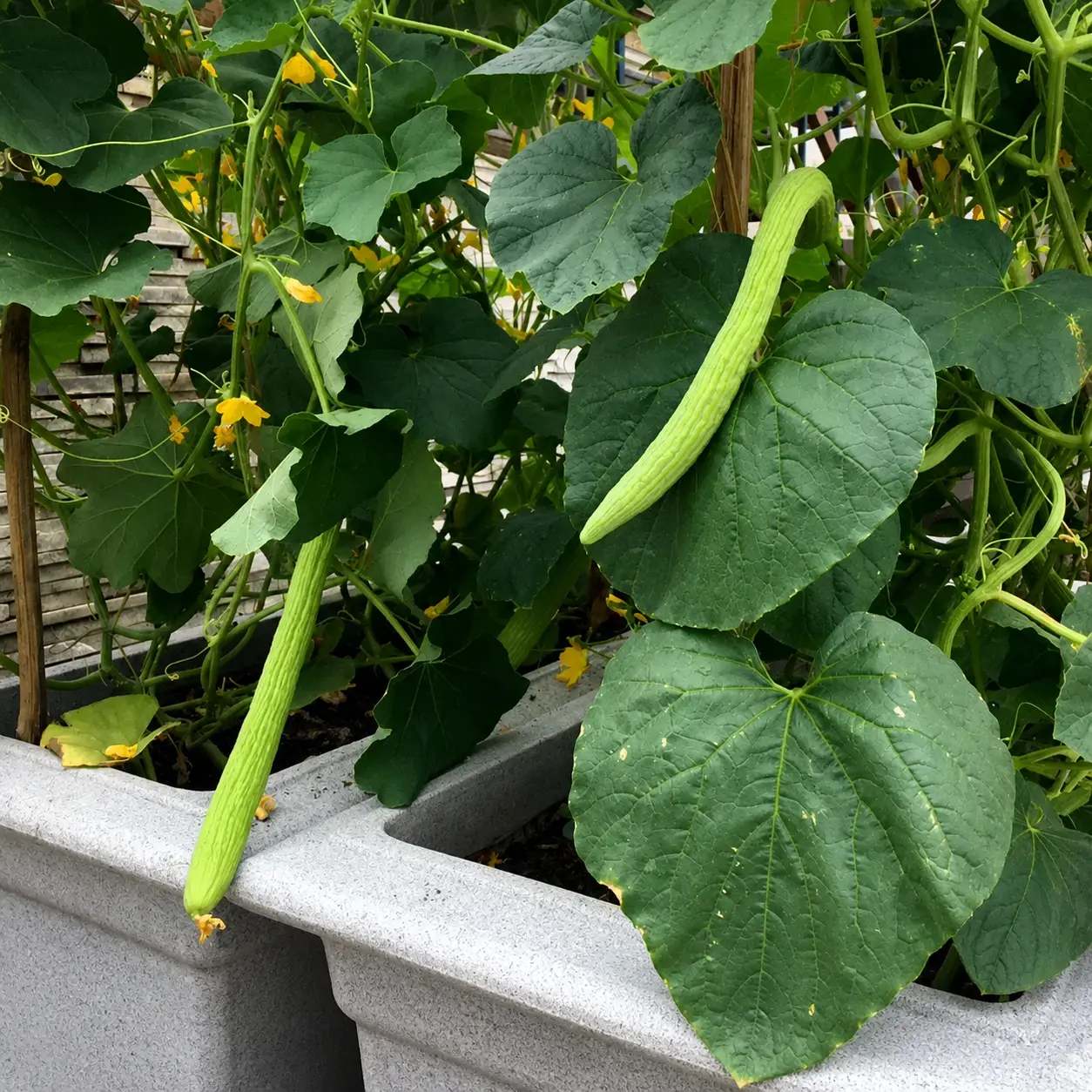 LONG MELON (KAKRI) SEEDS - Image 2