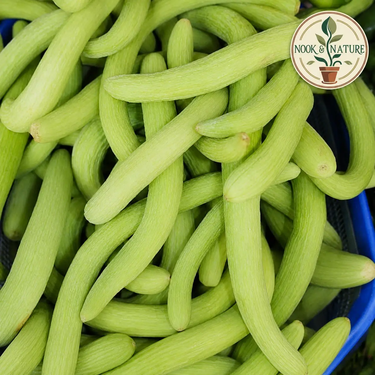 LONG MELON (KAKRI) SEEDS