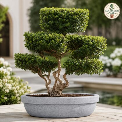 Lotus Bowl Planter