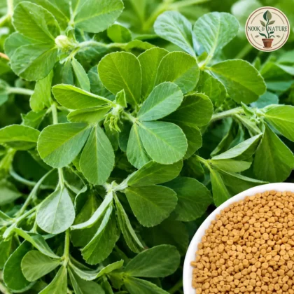 METHI (FENUGREEK) SEEDS