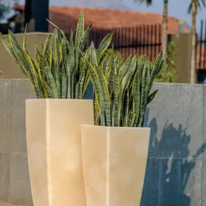 Paris Stone Finish planters with snake plants in an outdoor setting