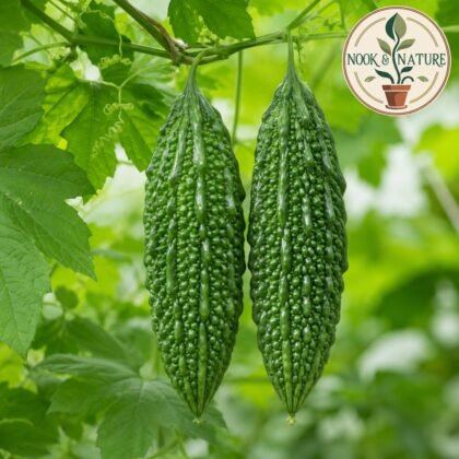Nastya Bitter Gourd