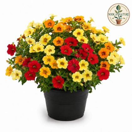 Nemesia - Carnival Mixed Flower Seeds