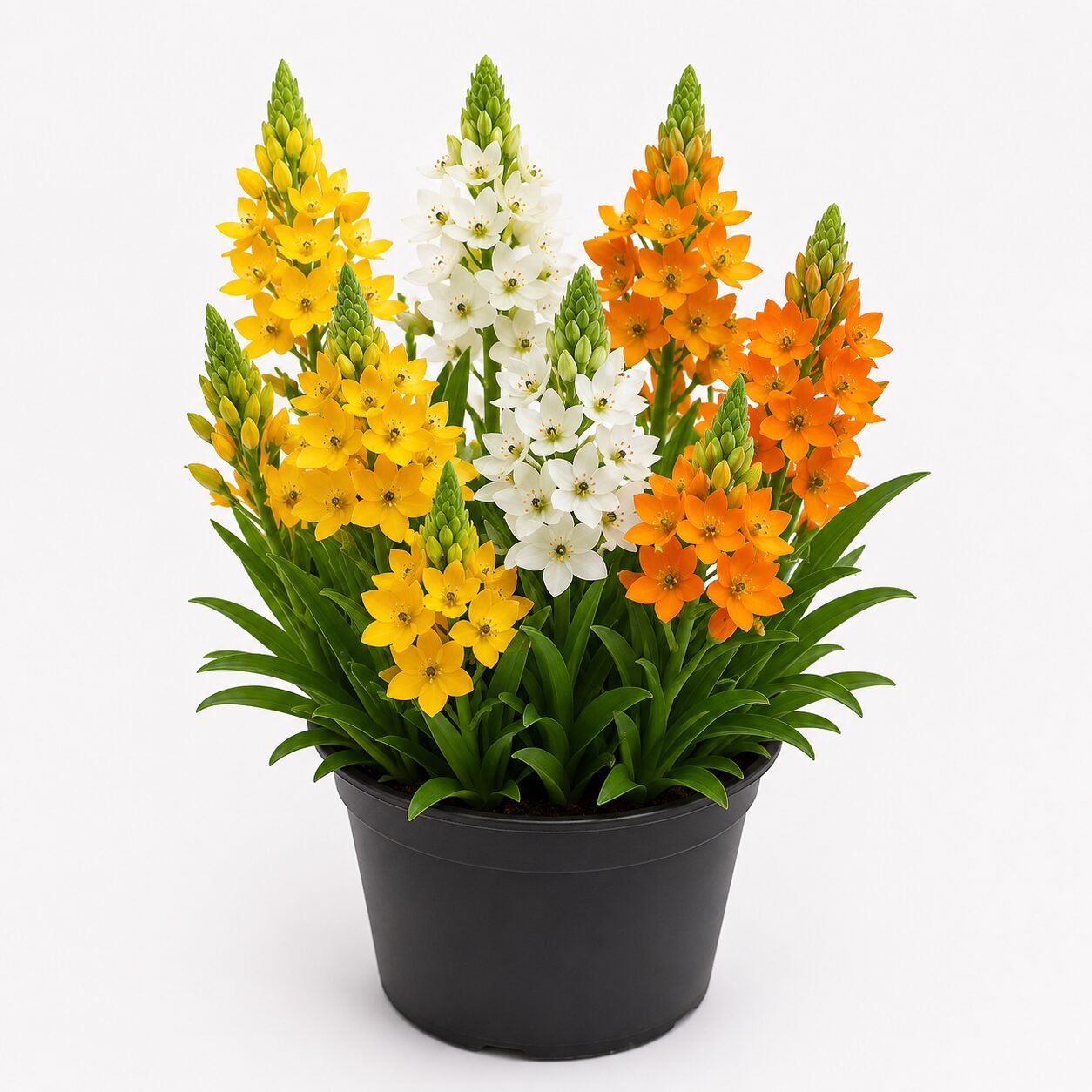 Ornithogalum Chincherinchee Any Color Flower Bulbs - Image 3
