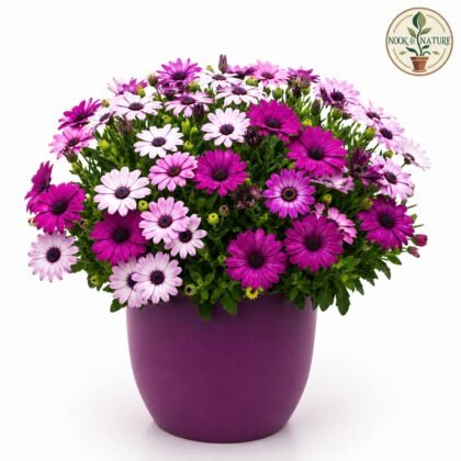 Osteospermum Ecklonis Mixed Seeds