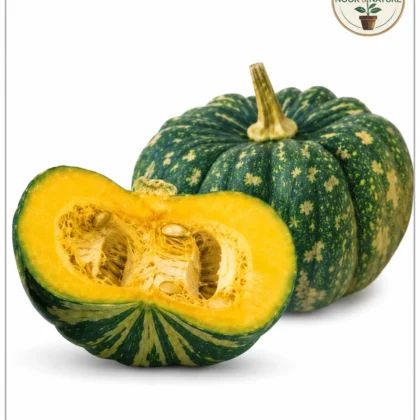 PUMPKIN BHEEMA