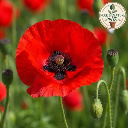 Papaver Rhoeas Shirley Single Red Seeds