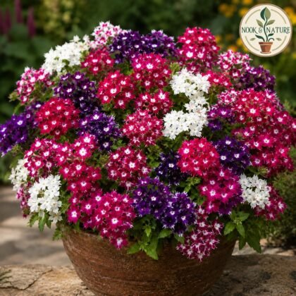 Phlox - Twinkle Mixed Flower Seeds