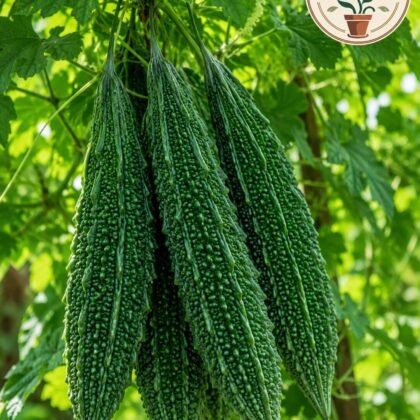 Santur Bitter Gourd