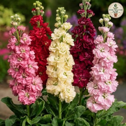Stock - Dwarf Mixed Flower Seeds