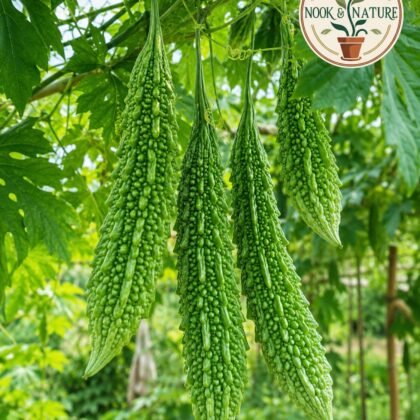 Swastik Bitter Gourd