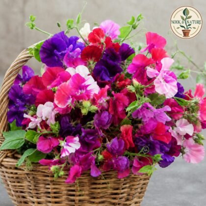 Sweet Pea - Mixed Flower Seeds