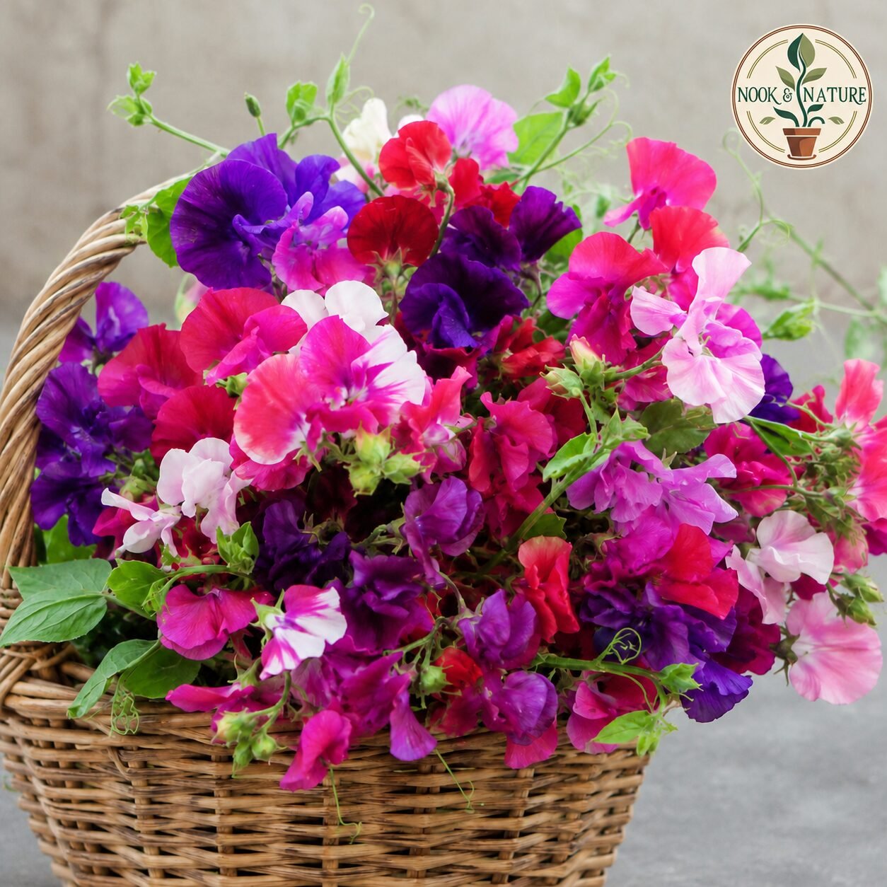 Sweet Pea - Mixed Flower Seeds