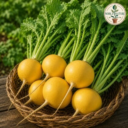IMP. TURNIP GOLDEN YELLOW