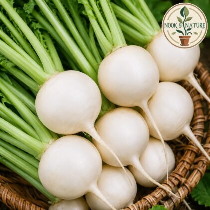 TURNIP WHITE SPECIAL No. 1