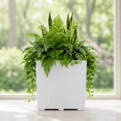 Venus Kishti Planter