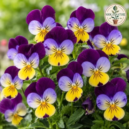 Viola - Johny Jump Up Flower Seeds