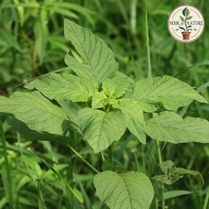 AMARANTHUS - GREEN