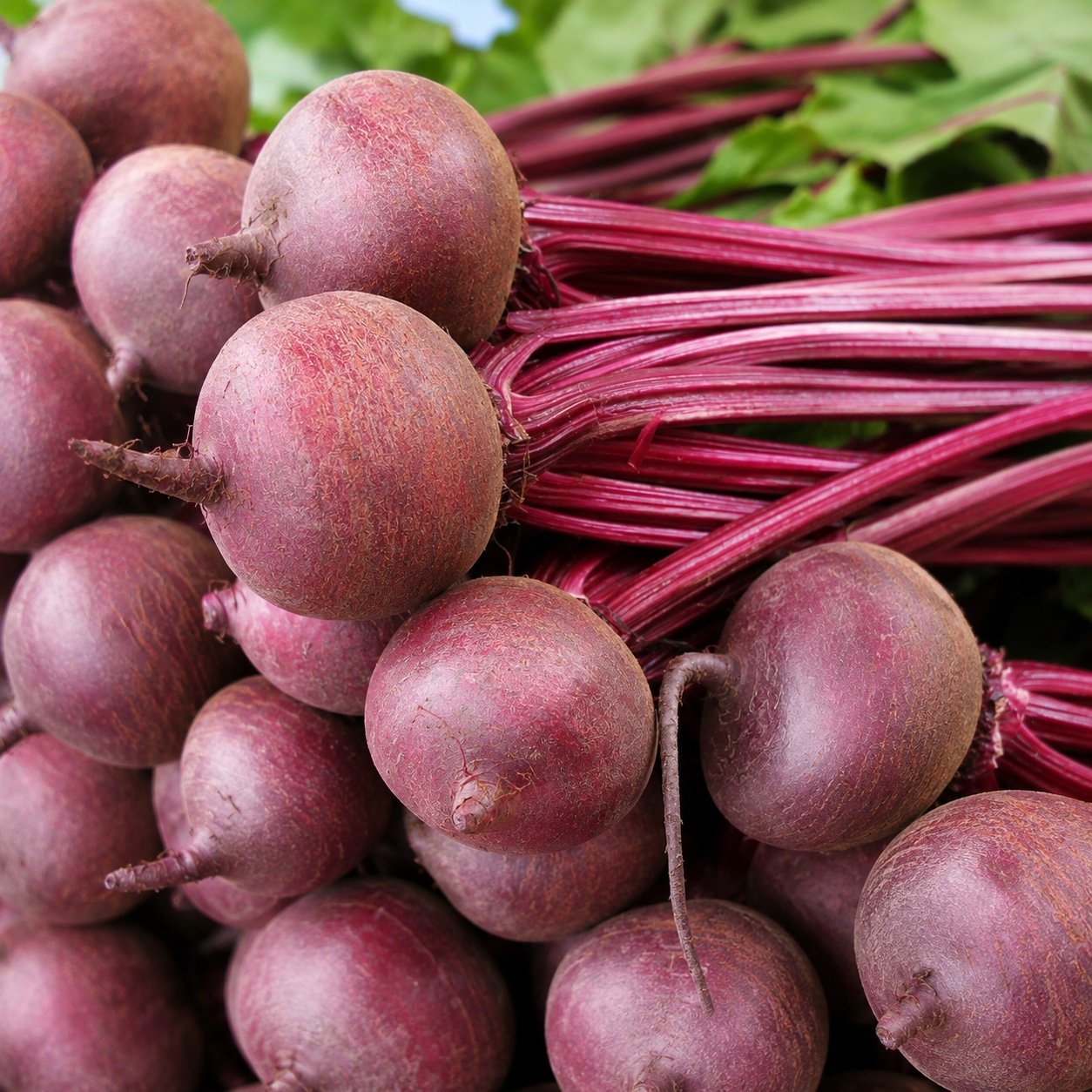 BEET ROOT - Image 2