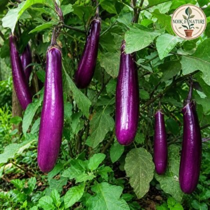 BRINJAL LONG