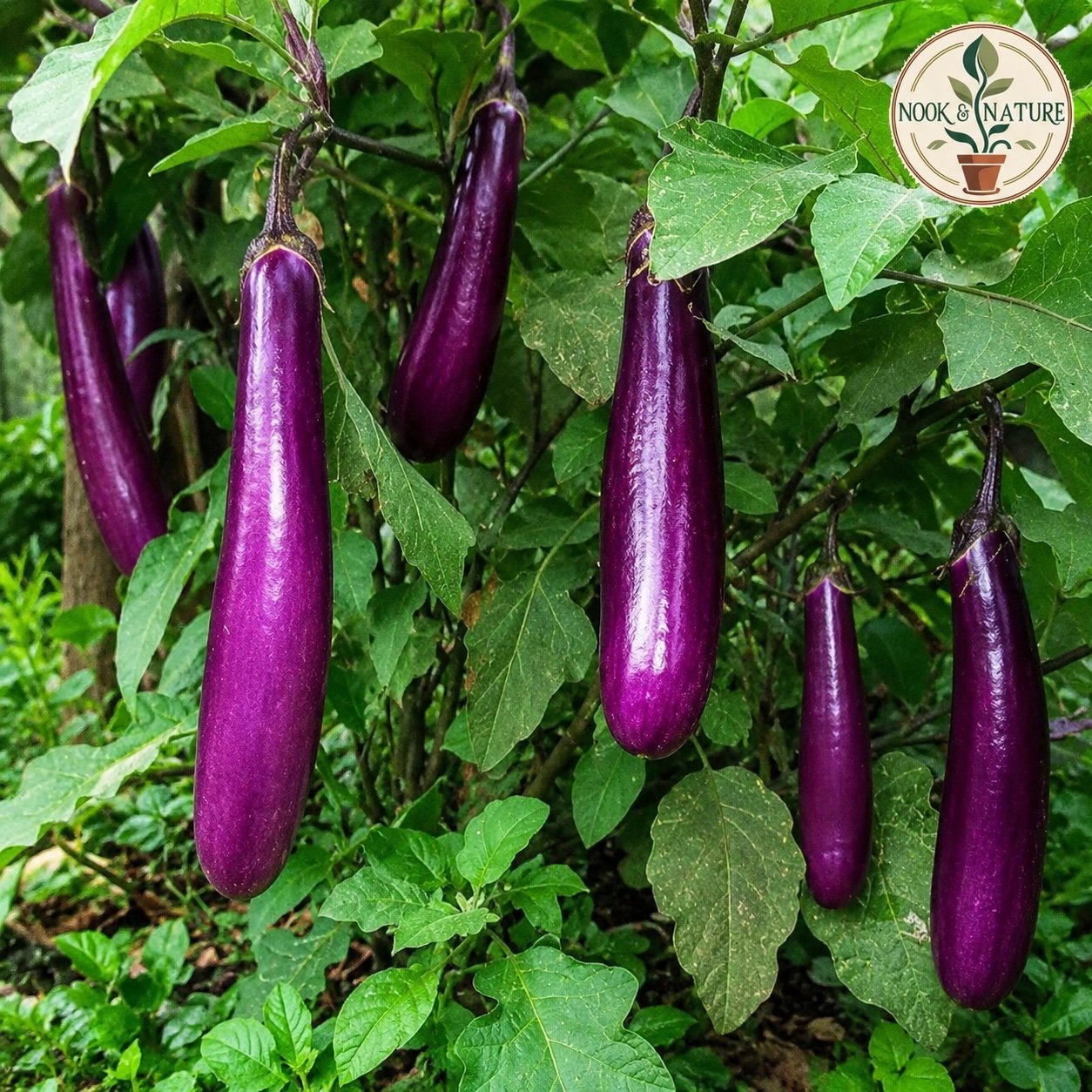 BRINJAL LONG