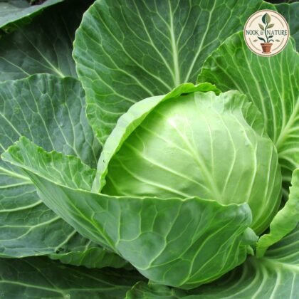 CABBAGE