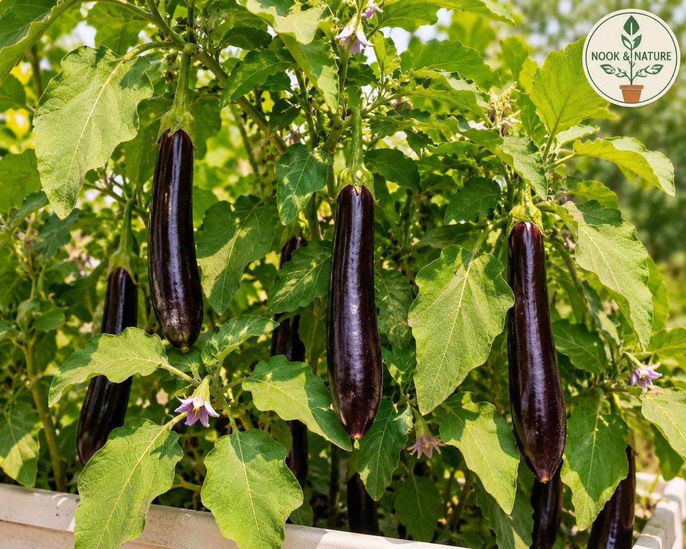 BRINJAL LONG PURPLE HYBRID