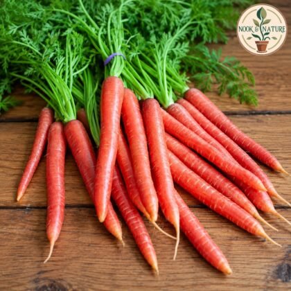 CARROT RED