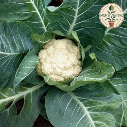 CAULIFLOWER