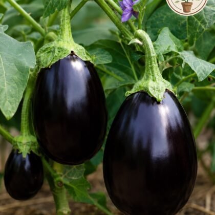 Brinjal Crypton Kranti