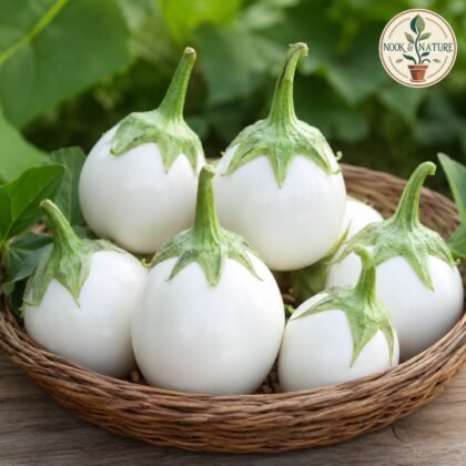 Brinjal Aveo Round