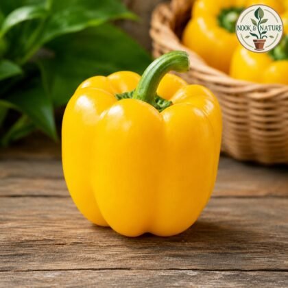 Yellow Capsicum