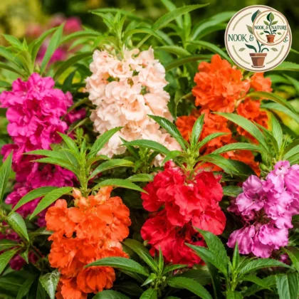 Balsam - Tom Thumb Mixed Flower