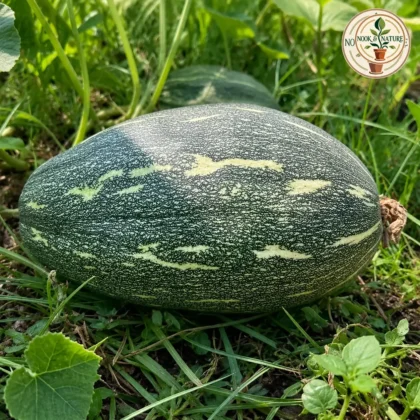 Pumpkin Oval Hybrid